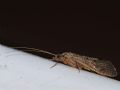 Hydropsyche sp.